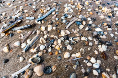 Deniz manzaralı kumlu plaj, yakın manzara.