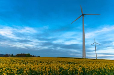 Bahar mevsiminde parlak çiçek açan kolza alanı