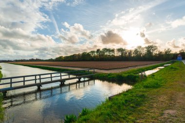 Hollanda'da çiçek tarlaları