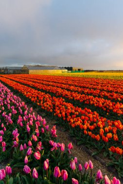 Kırsal, Hollanda parlak lale çiçekler Bahçe tarlası.