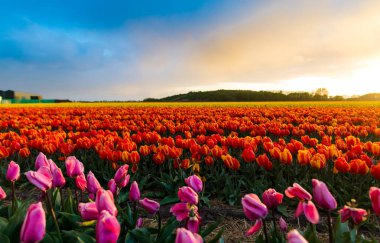Kırsal, Hollanda parlak lale çiçekler Bahçe tarlası.