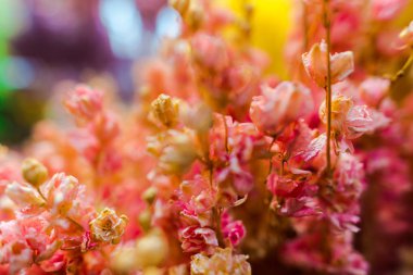 Çiçek yatağında büyüyen çiçeklerin yakın görünümü