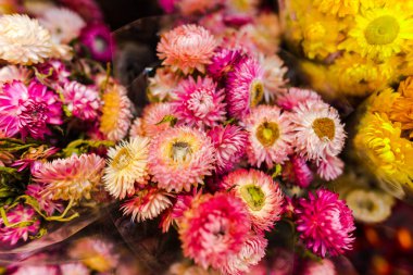 Çiçek yatağında büyüyen çiçeklerin yakın görünümü