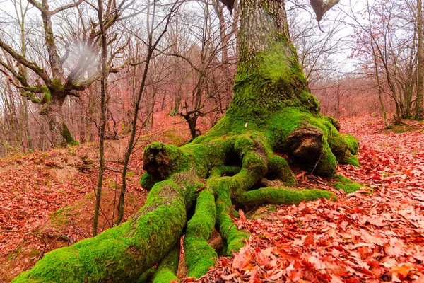 Лес Кривыми Корнями Дерева Осенние Красочные Листья — стоковое фото