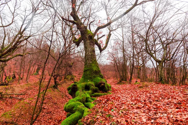 Forêt Automnale Colorée Aux Racines Courbes Arbres — Photo