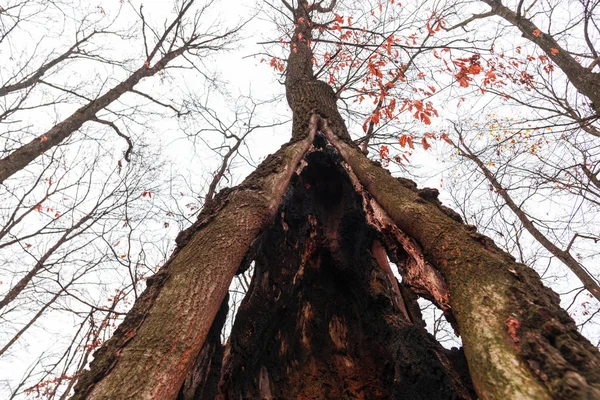 Sonbahar ormanının detayları, doğal arka plan.