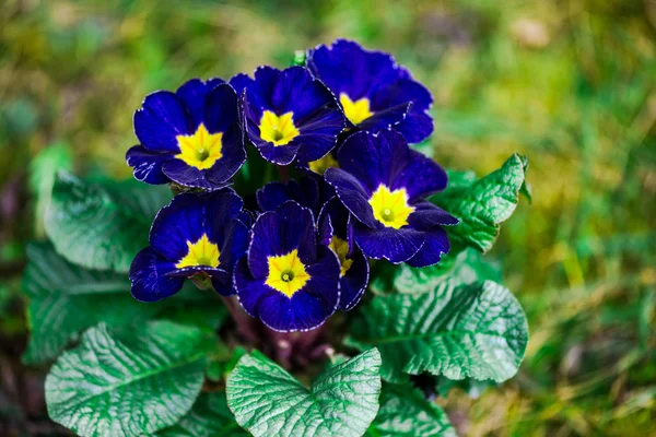 Verão Flores Violetas Frescas — Fotografia de Stock