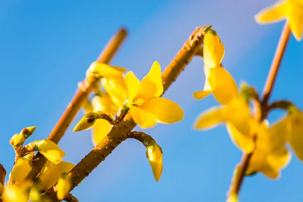 绽放美丽的黄色花朵 — 图库照片