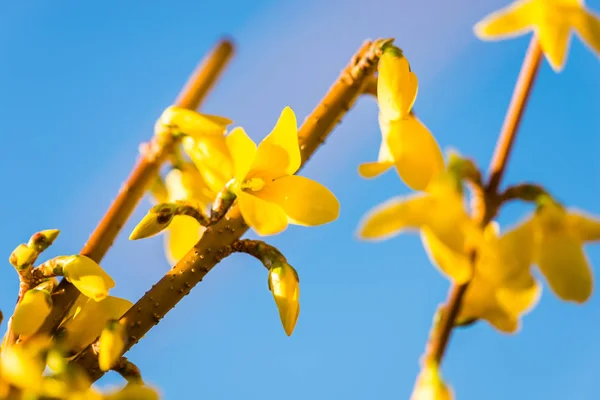 在蓝天的映衬下绽放美丽的黄色花朵 — 图库照片