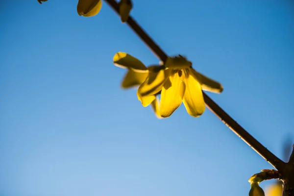 Blühen Schöne Gelbe Blumen Aus Nächster Nähe — Stockfoto