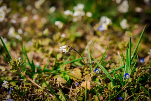 Fioritura Bellissimi Fiori Primaverili Che Crescono Nel Terreno — Foto Stock