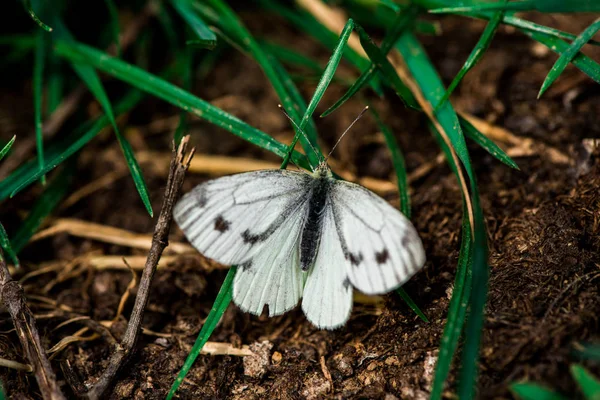 Farfalla Bianca Pieridae Seduta Sull Erba — Foto Stock