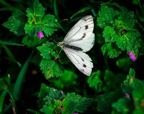 Belles Petites Fleurs Violettes Dans Herbe Papillon — Photo