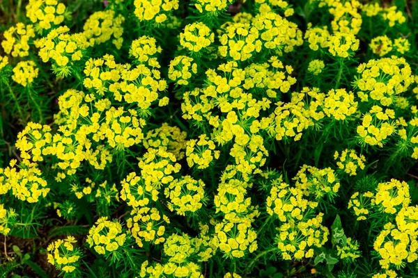 Vollrahmen Blühen Schöne Gelbe Buschblumen — Stockfoto