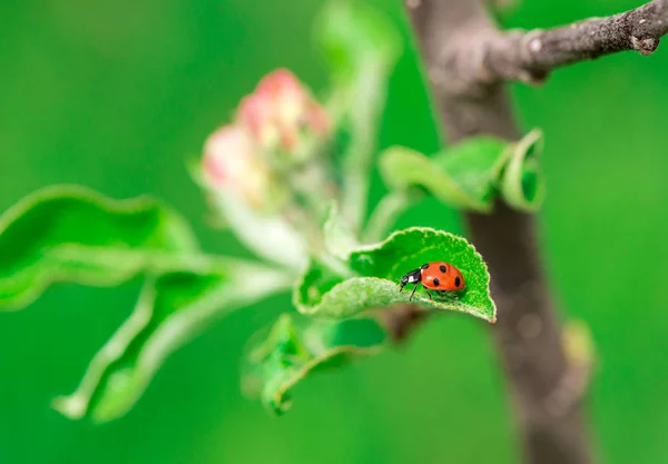 Fresh Green Leaves Ladybug Tree Branch — Stock Photo, Image