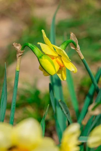 Blühen Schöne Frische Blumen Gelbe Narzissenblüten — Stockfoto