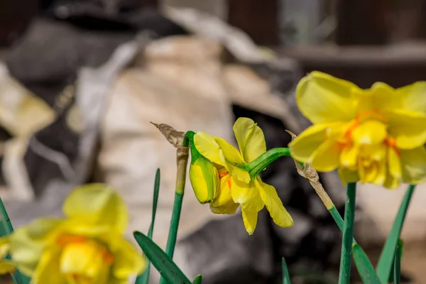 Blühen Schöne Frische Gelbe Blüten Narzissen — Stockfoto