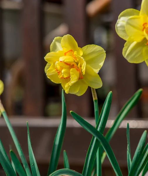 Fleurs Narcisses Jaunes Poussant Sur Lit Fleurs — Photo