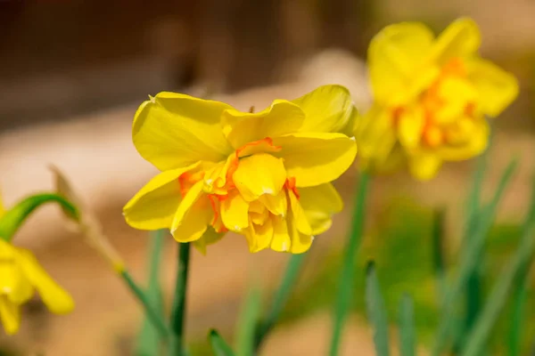 Gelbe Narzissenblüten Wachsen Auf Dem Beet — Stockfoto