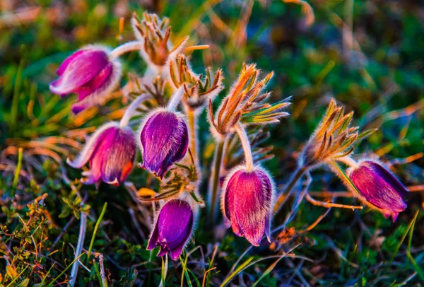 Фіолетовий Фіолетовий Паску Квіти Полі Світлом Заходу Сонця — стокове фото