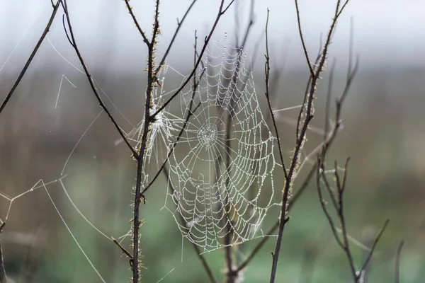 Păianjen Web Copac Fundal Pădure Neclară — Fotografie, imagine de stoc