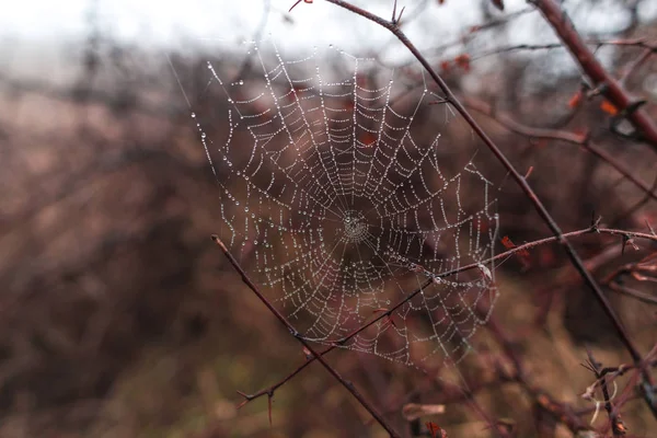 Păianjen Web Copac Fundal Pădure Neclară — Fotografie, imagine de stoc