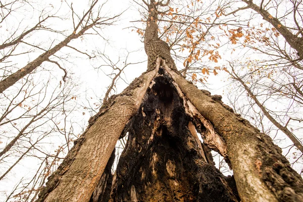 Sonbahar ormanının detayları, doğal arka plan.