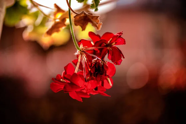 Flores Concurso Florescentes Fundo Natural — Fotografia de Stock