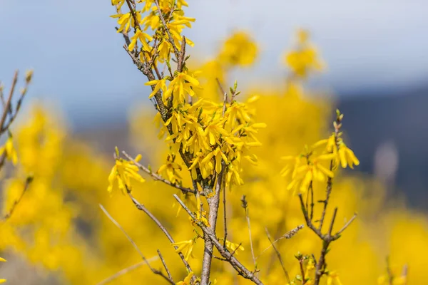 Spring garden with blooming yellow bushes