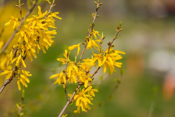 春天庭院与盛开的黄色灌木 — 图库照片