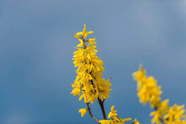 Bloeiende Tak Met Gele Bloemen Wazige Hemel Achtergrond — Stockfoto