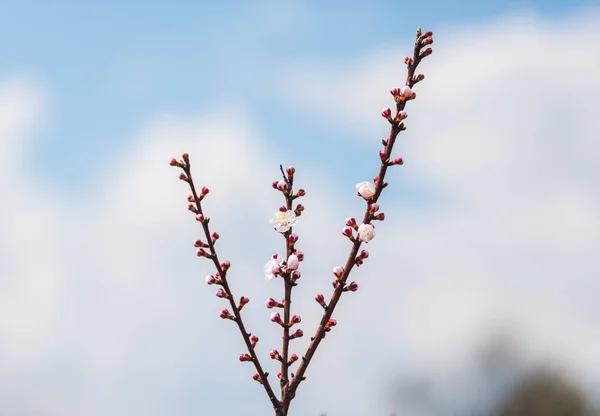 Blooming Sakura Ağaç Şube Yakın Görünüm — Stok fotoğraf