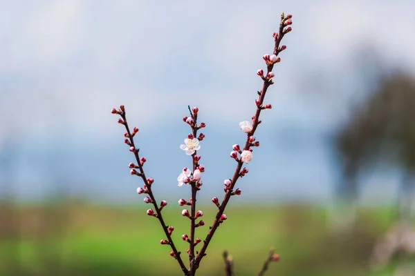 Blooming Sakura Ağaç Şube Yakın Görünüm — Stok fotoğraf