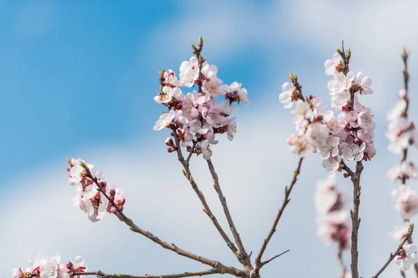 Blooming Sakura Tree Branch Close View — Stock Photo, Image