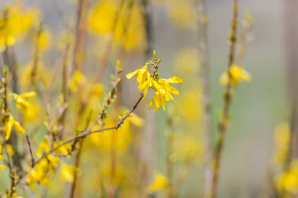 春天庭院与盛开的黄色灌木 — 图库照片