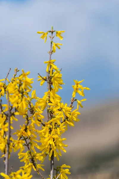 Vackra Gula Blommor Att Blomma — Stockfoto