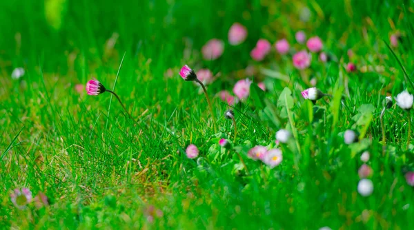 Färskt Grönt Fält Med Blommande Blommor — Stockfoto