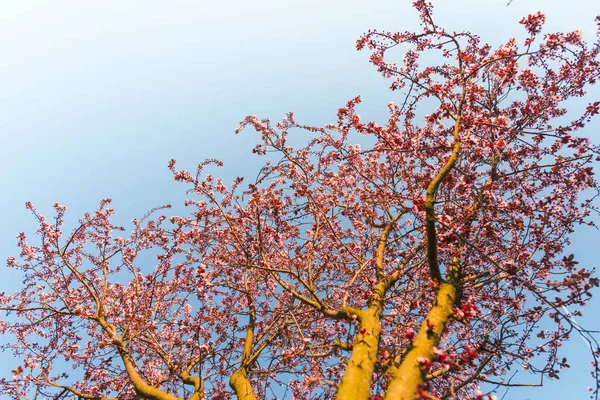 春の公園の詳細 自然の背景 — ストック写真