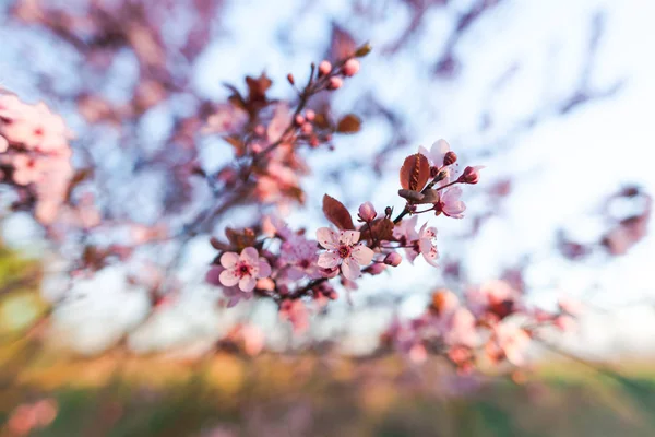 Blooming Sakura Tree Branch Close View — Stock Photo, Image