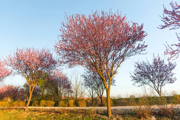 Garten Mit Blühenden Sakura Bäumen Frühling — Stockfoto