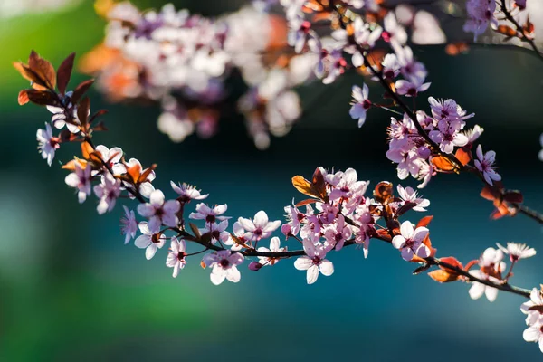 Season Pink Flowers Bloom Branches Close — Stock Photo, Image
