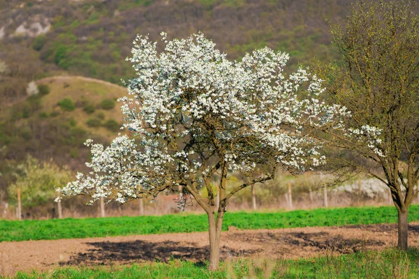Blühender Kirschgarten Frühling — Stockfoto