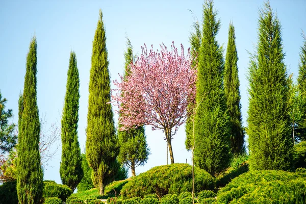 Detalles Del Parque Primavera Fondo Natural — Foto de Stock