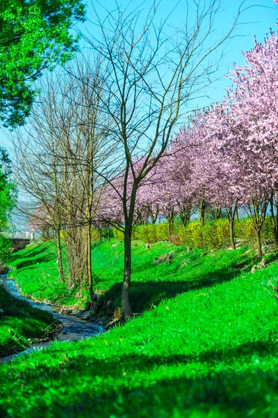 春に咲く桜の木のある庭園 — ストック写真