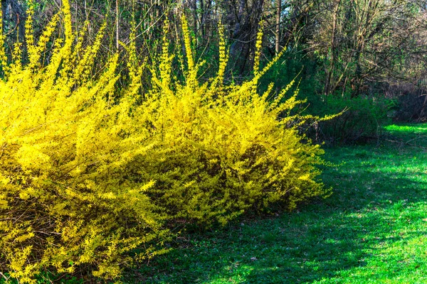 Giardino Con Cespugli Gialli Fioriti — Foto Stock