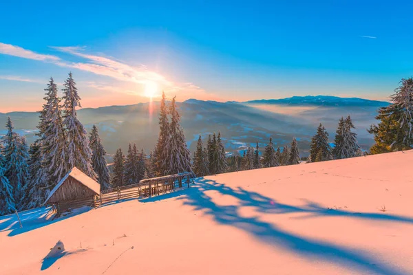 Firs Árboles Cubiertos Heladas Alto Las Montañas Nevadas — Foto de Stock