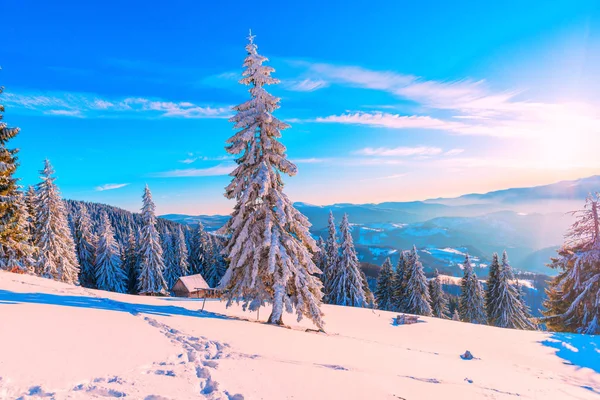 Firs Trees Covered Frost High Snowy Mountains — Stock Photo, Image