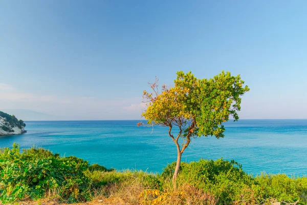 前景蓝色海水和生长的树 — 图库照片