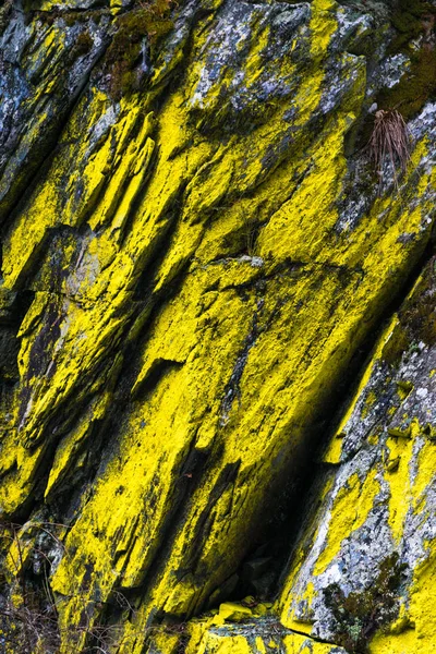 Casca Árvore Com Musgo Verde — Fotografia de Stock