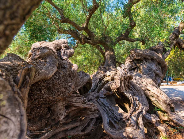 Old olive tree in yard, Greece.